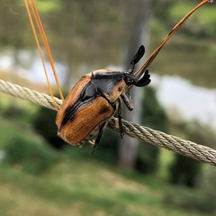 Chondropyga dorsalis