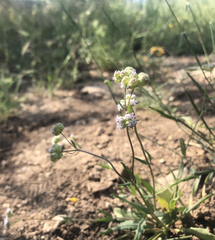 Valerianella vesicaria