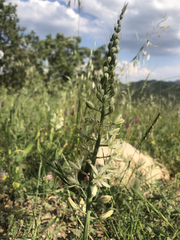 Ornithogalum kurdicum