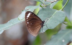Euploea tulliolus