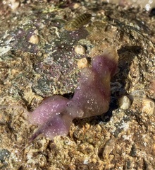 Porifera