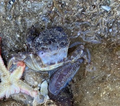 Nectocarcinus integrifrons