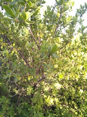 Diospyros lycioides