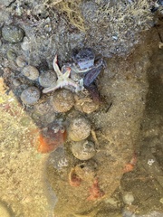 Nectocarcinus integrifrons
