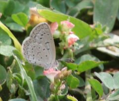 Zizeeria knysna knysna