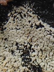 Henningsomyces candidus