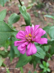 Zinnia