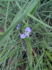 Commelina benghalensis