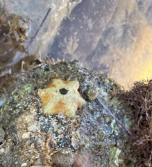 Meridiastra