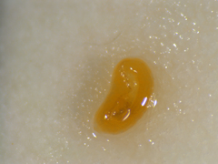 Semudobia betulae