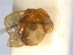 Semudobia betulae