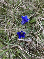 Gentiana clusii