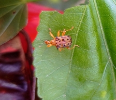 Hoplapoderus