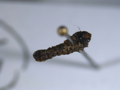 Heringocrania unimaculella