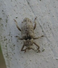 Mitrastethus baridioides