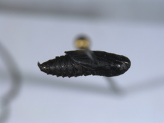 Heringocrania unimaculella