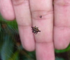 Gasteracantha geminata