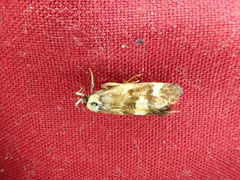 Acontia