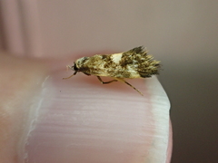 Acontia