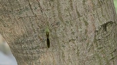 Leptocorisini