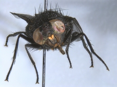 Protophormia terraenovae