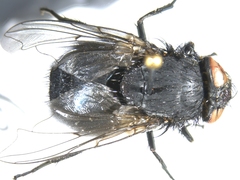Protophormia terraenovae