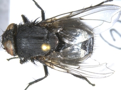 Protophormia terraenovae