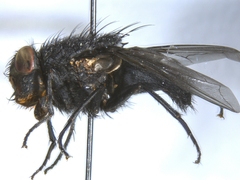 Protophormia terraenovae