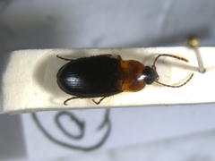 Calathus melanocephalus