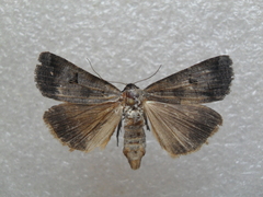 Lygephila ludicra
