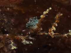 Diaphoreolis viridis