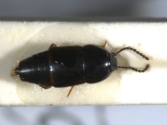 Tachinus