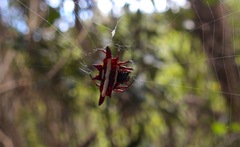 Gasteracantha fornicata