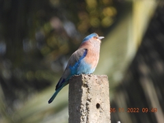 Coracias benghalensis