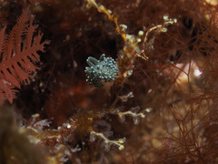 Diaphoreolis viridis