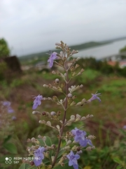 Vitex
