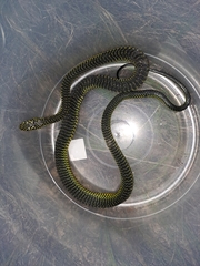 Dispholidus typus typus