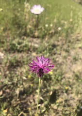 Crupina crupinastrum
