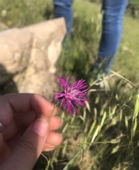 Crupina crupinastrum