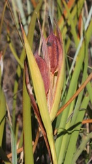 Iris sintenisii sintenisii