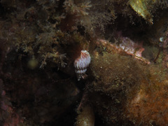 Boreotrophon truncatus image