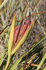Iris sintenisii sintenisii