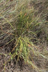 Iris sintenisii sintenisii