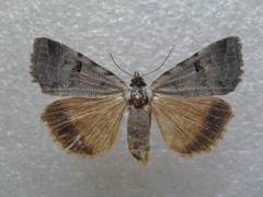Lygephila lubrica