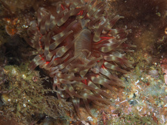 Urticina felina