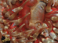 Urticina felina