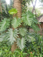 Philodendreae