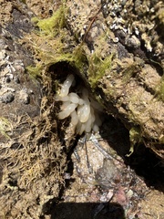 Sepioteuthis australis