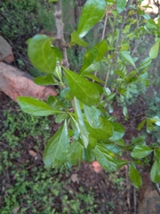 Ehretia rigida