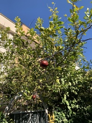 Punica granatum